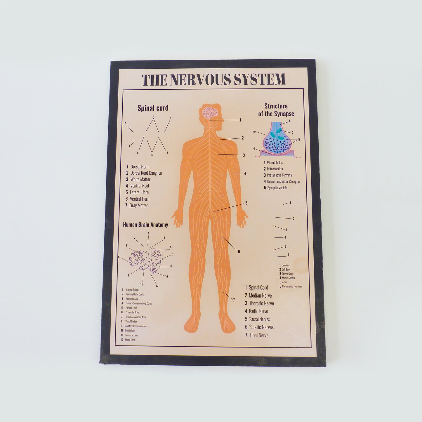 Nervous System Medical Poster