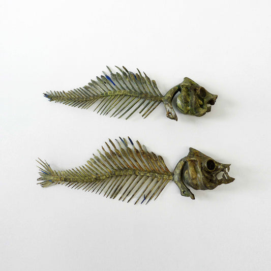 Fish Skeleton Set