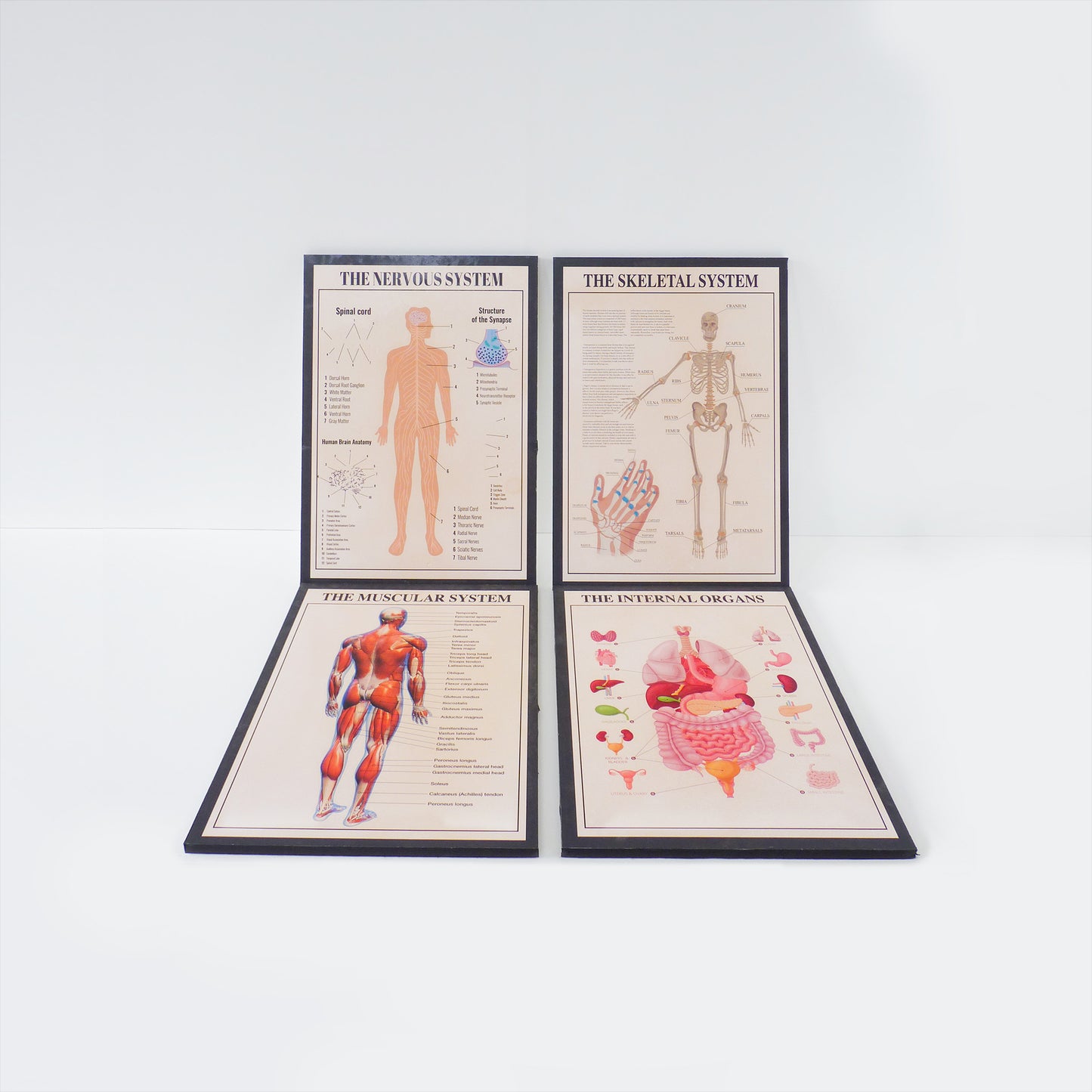 Nervous System Medical Poster