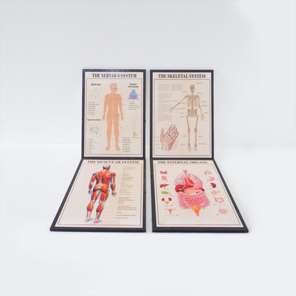 Nervous System Medical Poster