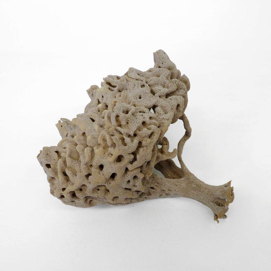 Artificial Foam Coral